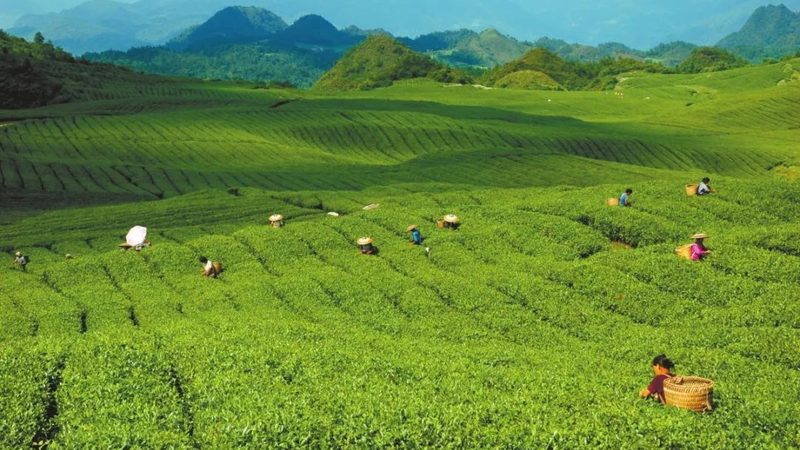 粮食种子规格型号：揭秘种植者的“种子密码