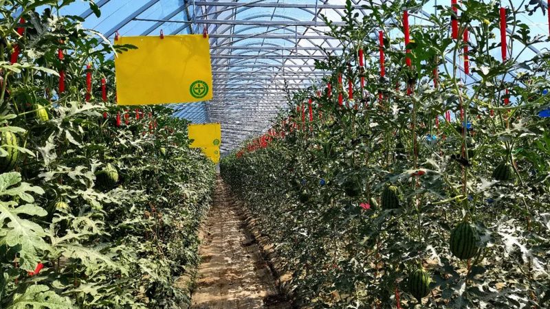 新鲜水果出口报关，这些步骤不能少