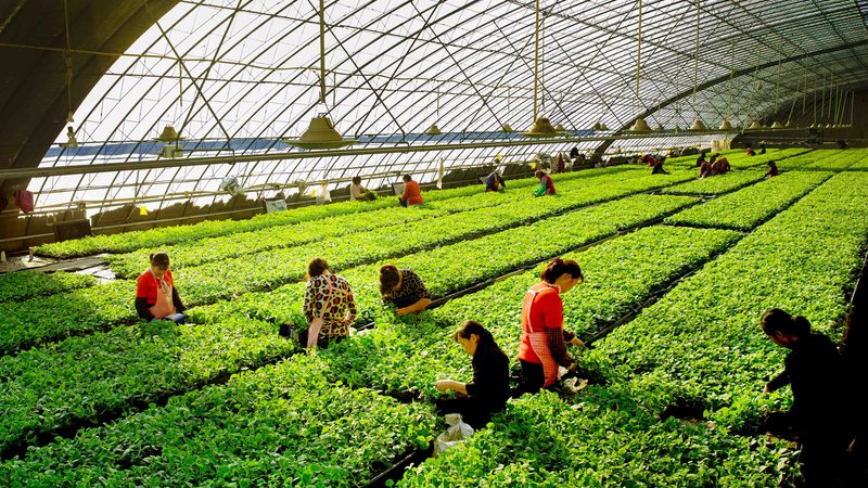 玻璃温室大棚：设计与施工的精细艺术