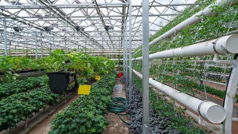 家庭农场如何选择适合种植的作物？**