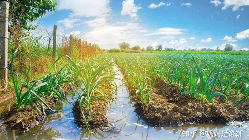 构建家庭农场生态养殖模型：尺寸如何确定**