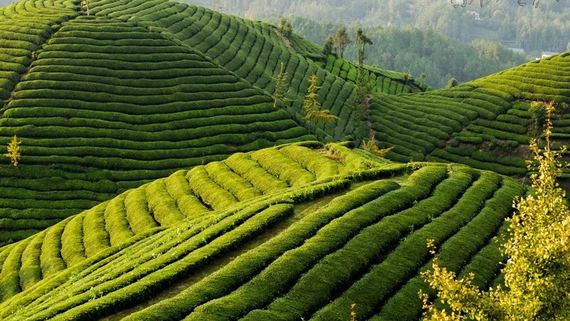 生鲜配送供应链管理规范：构建高效冷链的关键要素
